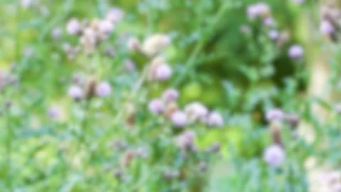 Bees Pollinating Thistle Flowers in Sunlit Garden Stock Footage 316106504