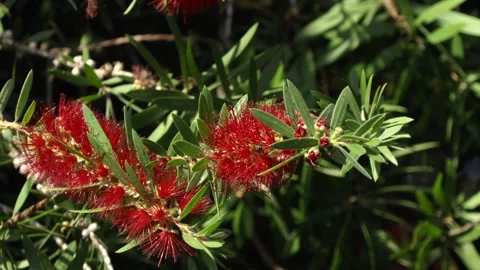 Bees pollinating Weeping Bottlebrush red flowers, close up, macro Stock Footage 276392781