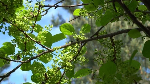 Bees pollinating white against sky on sunny day Stock Footage 91702848