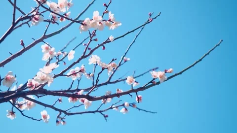 Bees Pollinating White Apricot Blossoms on a Bright Clear Spring Day Video stock 341872960