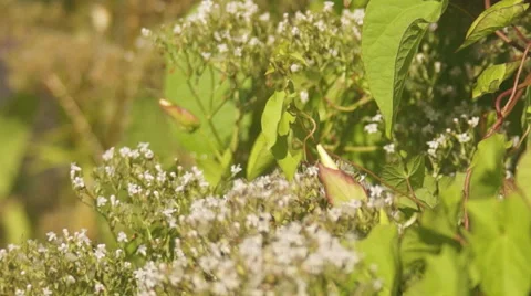 Bees pollinating white flowers 스톡 동영상 40433978