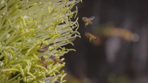 Bees Pollinating Yellow Agave Flowers in slow-motion Stock Footage 301505157