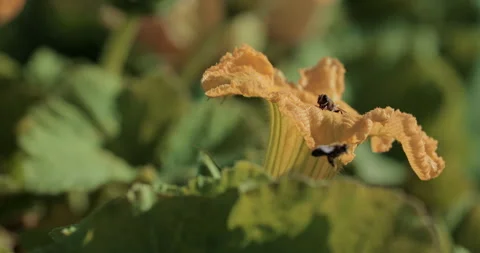Bees pollinating a yellow pumpkin flower on an eco farm. Stock Footage 329223989