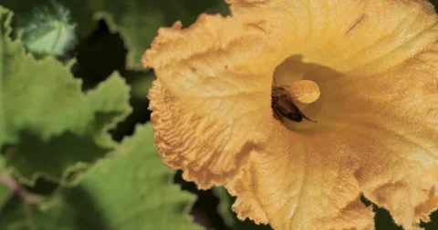 Bees pollinating a yellow pumpkin flower on an eco farm. Stockbeeldmateriaal 329224301