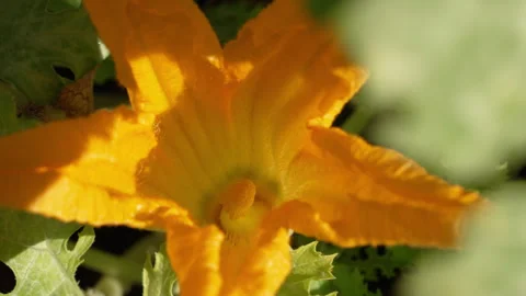 Bees pollinating zucchini plant Video stock 247139119