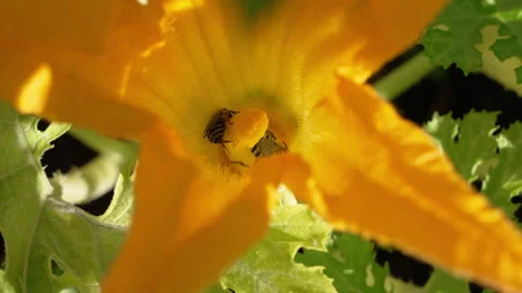 Bees pollinating zucchini plant Video stock 247139129