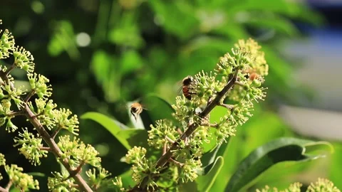 Bees pollination flowers Stock Footage 302206189