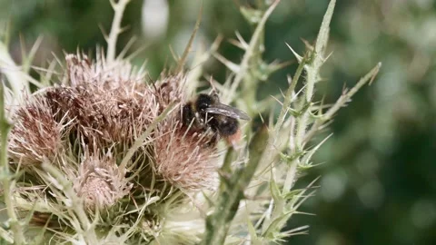 Bees Pollination Plant Insect 4k Handheld Stock Footage 171341612