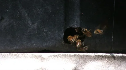 Bees in pot 01 Stock Footage 2372708