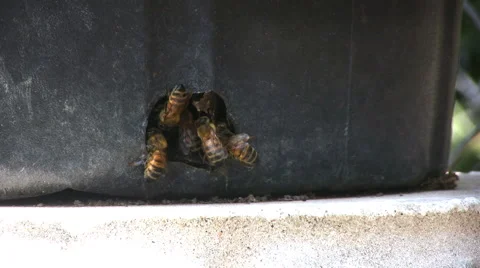 Bees in pot 02 Stock Footage 2372620