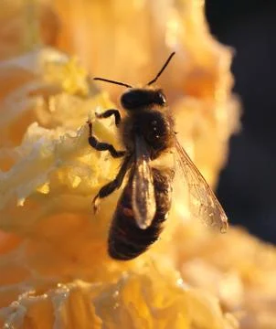 Bees preen Foto stock