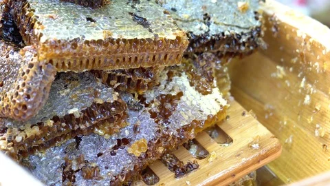 Bees process nectar into honey Vidéo 83031424