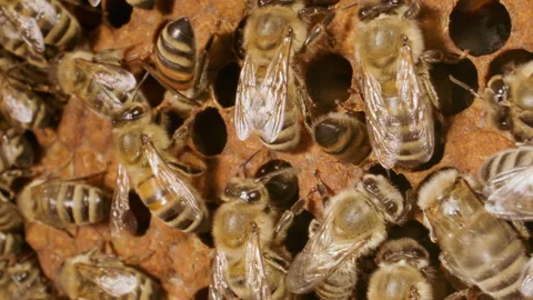 Bees producing honey in a hive close up macro Stock Footage 161913091