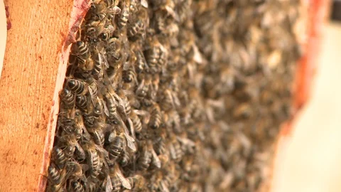 Bees Pull Focus Stock Footage 102387460