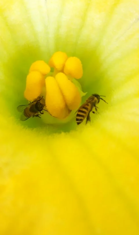 Bees in pumpkin flower Stock Footage 167057880