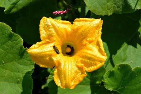 Bees on a pumpkin flower Stock Photos