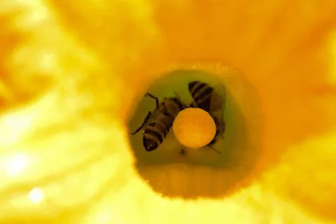 Bees in a pumpkin flower Stock Photos