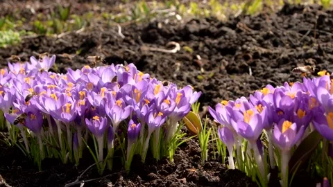 Bees on purple crocus growing outside. Stock Footage 171510047
