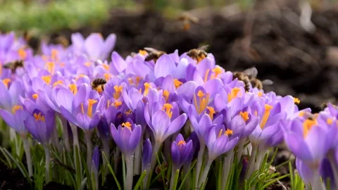 Bees on purple crocus growing outside. Stock Footage 171510456