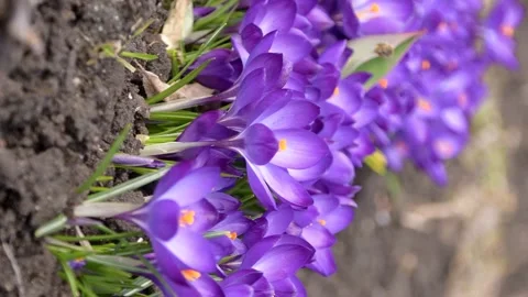 Bees on purple crocus growing outside. Stock Footage 171510457