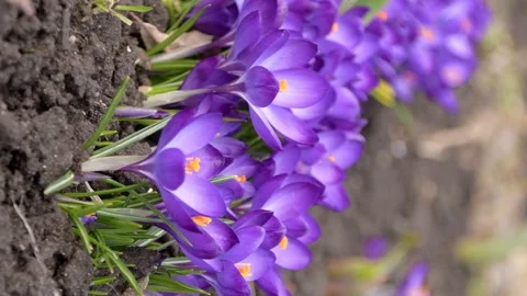 Bees on purple crocus growing outside. Stock Footage 171510604