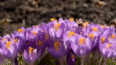 Bees on purple crocus growing outside. 스톡 동영상 171510695