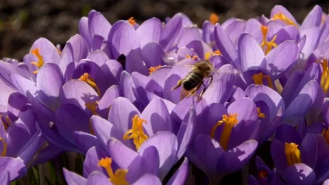 Bees on purple crocus growing outside. 스톡 동영상 171510703