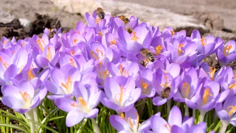 Bees on purple crocus growing outside. Stock Footage 171510830