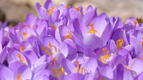 Bees on purple crocus growing outside. Stock Footage 171510908