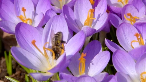 Bees on purple crocus growing outside. Stock Footage 171510981