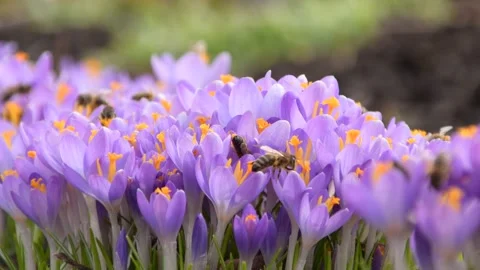 Bees on purple crocus growing outside. Stock Footage 171510984