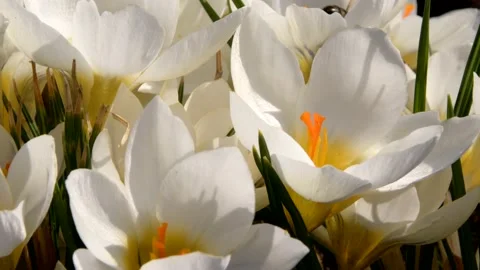 Bees on purple crocus growing outside. Stock Footage 171511137