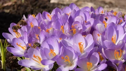 Bees on purple crocus growing outside. Stock Footage 171511169