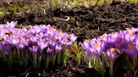 Bees on purple crocus growing outside. Stock Footage 171626717