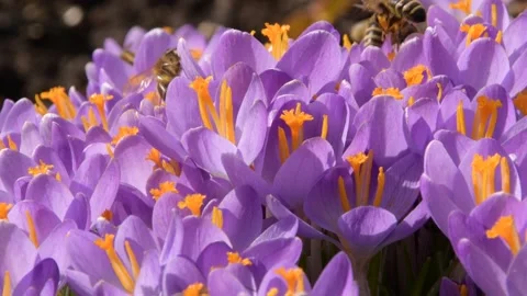 Bees on purple crocus growing outside. Stock Footage 207391592