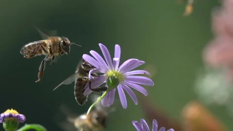 Bees on purple flower Stock Footage 143782775