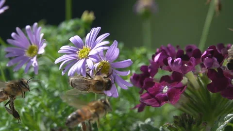 Bees on Purple Flowers. Stock Footage 143783523