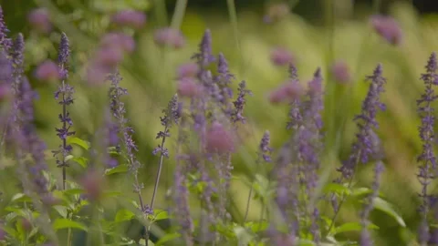 Bees on Purple flowers - Rack Focus 動画素材 344995946