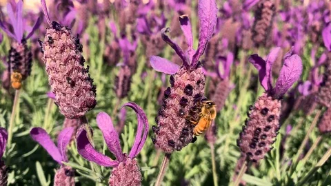 Bees on purple lavender gathering nectar 스톡 동영상 96079481