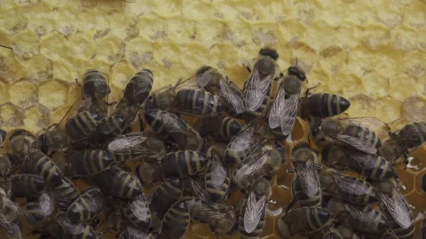 Bees putting nectar in the honeycomb Stock Footage 127605694