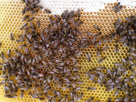 Bees with queen Stock Photos
