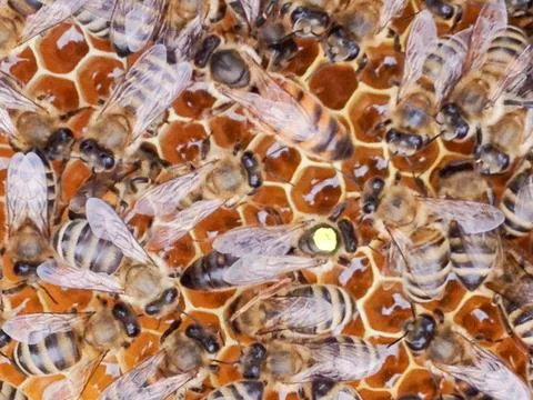 Bees with queen Foto stock