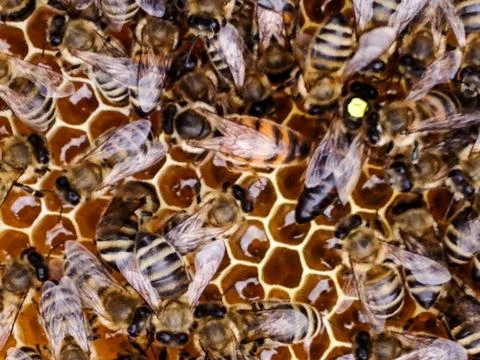 Bees with queen Stock Photos