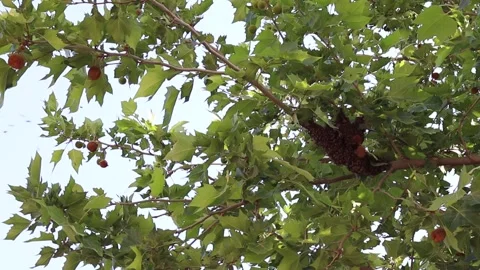 Bees Rebuilding Their Hive on a Tree Stockbeeldmateriaal 310907188