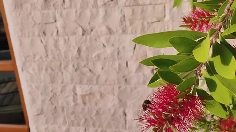 Bees on a red flower, close-up Stock-Footage 205184294