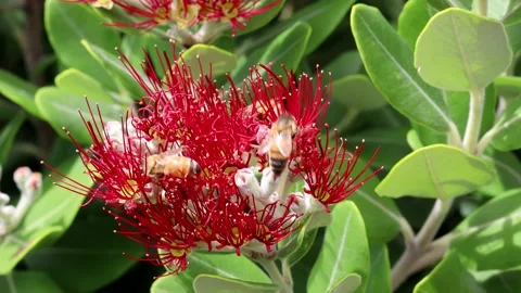 Bees on a red flower Stock Footage 149181573