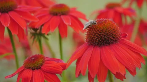 Bees on red flowers Stock Footage 159364368