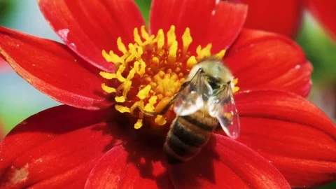Bees on red flowers v2.4 Stock Footage 89689792
