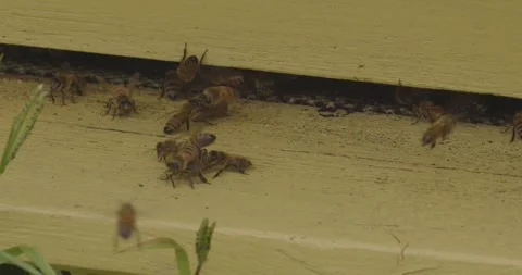Bees remove unwanted dead insect from hive entrance, behaviour pattern in colony Stock Footage 323386321