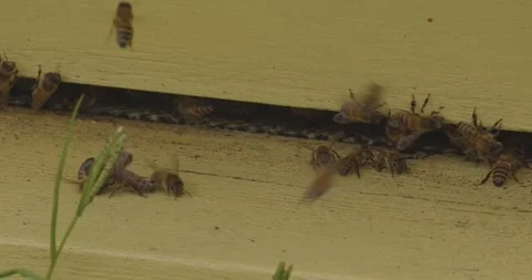 Bees remove unwanted dead insect from hive entrance, behaviour pattern in colony Stock Footage 323387523